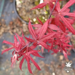 Tenuifolium