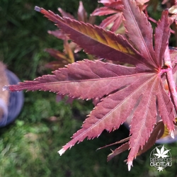 Acer-palmatum-Tedori-gawa-debut-d-automne
