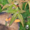 Acer-palmatum-Tedori-gawa-fin-de-l-ete