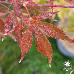 Acer-palmatum-Tedori-gawa-debut-d-automne-2