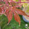 Acer-palmatum-Tedori-gawa-debut-d-automne-2