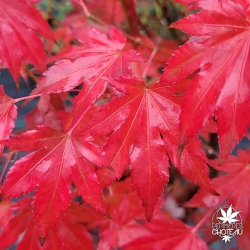 Acer-palmatum-Tess-automne
