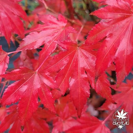 Acer-palmatum-Tess-automne