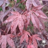 Acer-palmatum-Alexandre-I-printemps