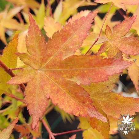 Acer-palmatum-Toshi-automne