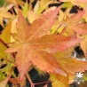 Acer-palmatum-Toshi-automne