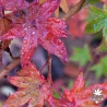 Acer-palmatum-Toshi-debut-d-automne