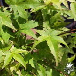 Acer-palmatum-Toshi-printemps