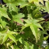 Acer-palmatum-Toshi-printemps