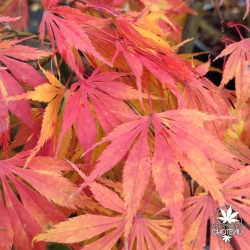 Acer-palmatum-Tsuri-nishiki-automne