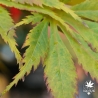 acer-palmatum-tsuri-nishiki--fin-d-ete