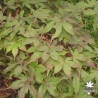 Tenuifolium