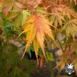 Acer-palmatum-Tsuri-nishiki-debut-d-automne