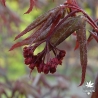 Tenuifolium