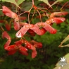 Akegarasu