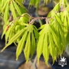 Acer-palmatum-Tsuri-nishiki-printemps
