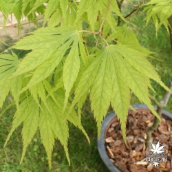 acer-palmatum-tsuri-nishiki-fin-de-printemps