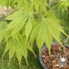 acer-palmatum-tsuri-nishiki-fin-de-printemps