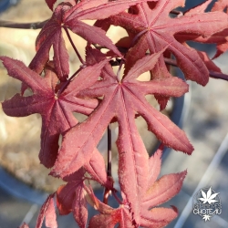 Acer-palmatum-Akegarasu-printemps