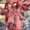 Acer-palmatum-Akegarasu-printemps