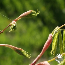 acer-palmatum-tsuri-nishiki-printemps-2