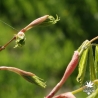 acer-palmatum-tsuri-nishiki-printemps-2
