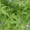 acer-palmatum-tsuri-nishiki-ete