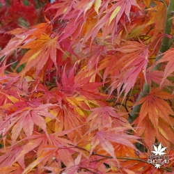 acer-palmatum-tsuri-nishiki-automne-2