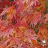 acer-palmatum-tsuri-nishiki-automne-2