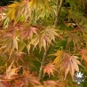 acer-palmatum-tsuri-nishiki-debut-d-automne-2
