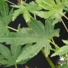acer-palmatum-akebono-ete