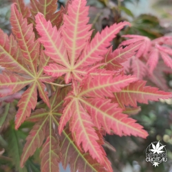 Acer-palmatum-Akatayioo-nouvelle-pousse-d-ete