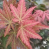 Acer-palmatum-Akatayioo-nouvelle-pousse-d-ete