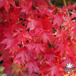 Tenuifolium