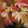 Tenuifolium