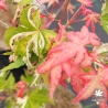 Tenuifolium