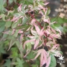 acer-palmatum-aizumi-nishiki-printemps