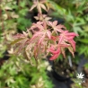 Acer-palmatum-Tsuru-no-mai-nouvelle-pousse-d-ete