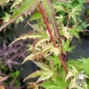 Acer-palmatum-Tsuru-no-mai-ete