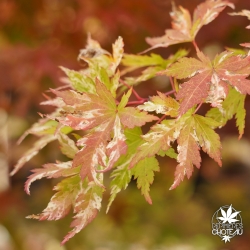 acer-palmatum-tsuru-no-mai-debut-d-automne-2