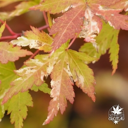 acer-palmatum-tsuru-no-mai-debut-d-automne-3