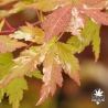 acer-palmatum-tsuru-no-mai-debut-d-automne-3