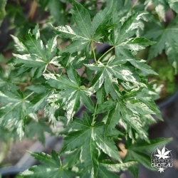 Acer-palmatum-Tsuru-no-mai-ete-2