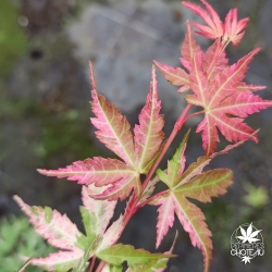 Acer-palmatum-Tsuru-no-mai-nouvelle-pousse-d-ete-2