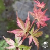 Acer-palmatum-Tsuru-no-mai-nouvelle-pousse-d-ete-2