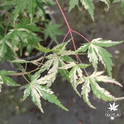 Acer-palmatum-Tsuru-no-mai-ete-3