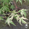 Acer-palmatum-Tsuru-no-mai-ete-3