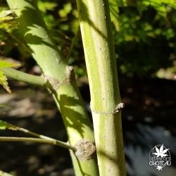 acer-palmatum-tsuru-no-mai-ecorce