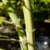 acer-palmatum-tsuru-no-mai-ecorce