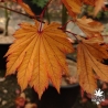 Acer-japonicum-Taki-no-gawa-automne